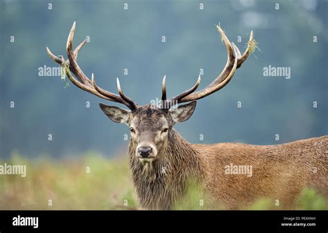 Close Up Of A Red Deer Stag During Rutting Season In England Uk Stock