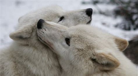 White Wolf Wolf Love A Valentines Day Wolf Love Story