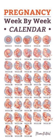 Week By Week Pregnancy Ideas In Pregnancy Pregnancy Week By Week Mom Junction