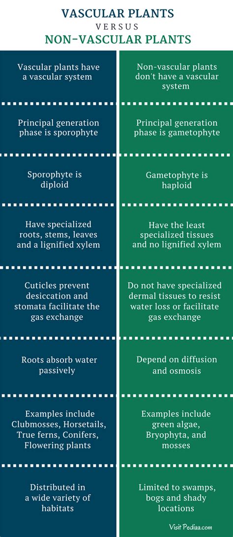 What Are The Differences Between Nonvascular And Seedless Vascular Plants