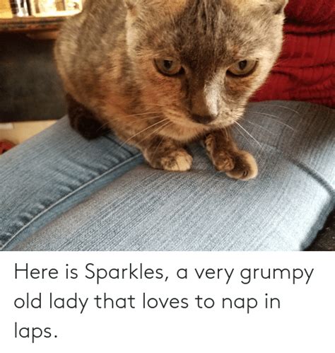 Here Is Sparkles A Very Grumpy Old Lady That Loves To Nap In Laps Old