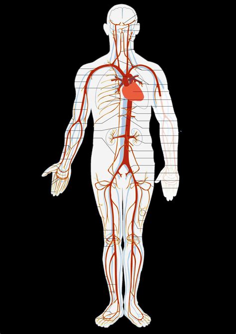 All Arteries In The Human Body
