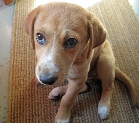 Thank you for helping us in our commitment to keep our staff and clients as safe as possible. Colbie the Hound Mix | Puppies | Daily Puppy