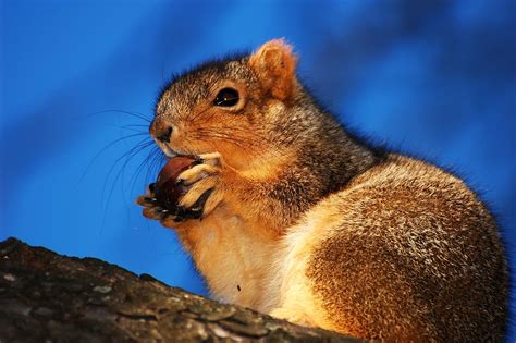 Squirrel Eating An Acorn A Squirrel Eating An Acorn In A T Flickr