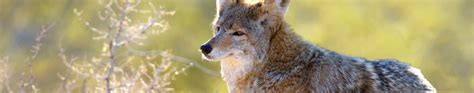 Coyotes Faq Parks And Recreation City Of Burbank