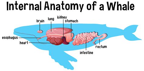 Internal Anatomy Of A Whale With Label 1782930 Vector Art At Vecteezy