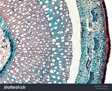 Tilia Stem Cross Section Under Microscope库存照片2237994411 Shutterstock