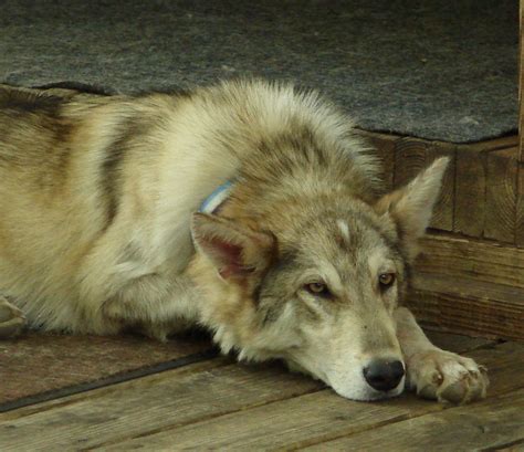 The Wolf Dog Hybrid Craze—do They Make Good Pets Madmikesamerica
