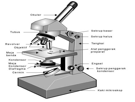 Gambar Mikroskop Lengkap Dengan Bagian Dan Fungsin Vrogue Co