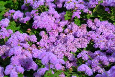 23 Evergreen Groundcover Plants For Your Garden Horticulture