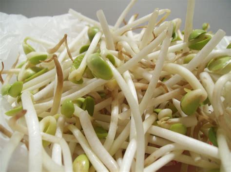 Soybean Sprouts Fact Health Benefits And Nutritional Value