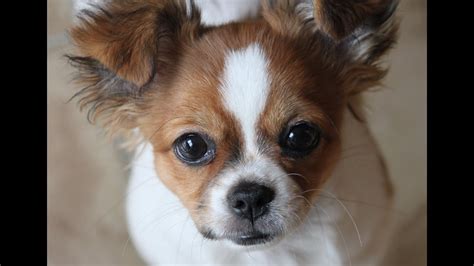 How Big Do Shih Tzu Chihuahua Mix Puppies Get