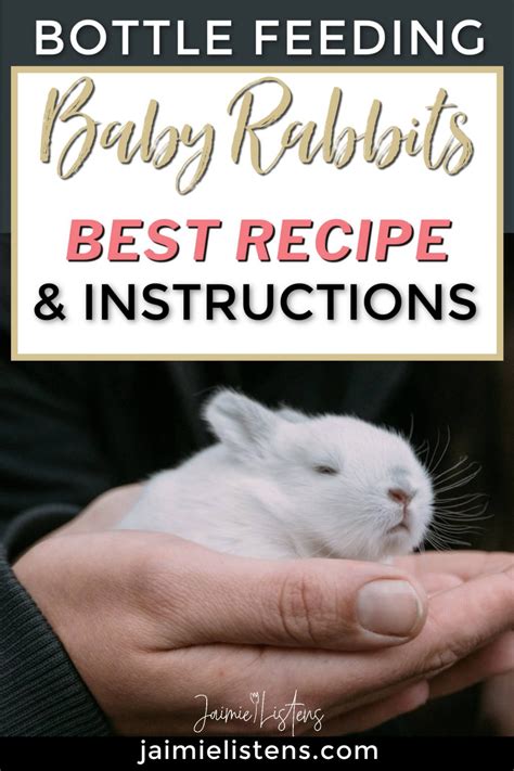 What To Feed Infant Rabbits