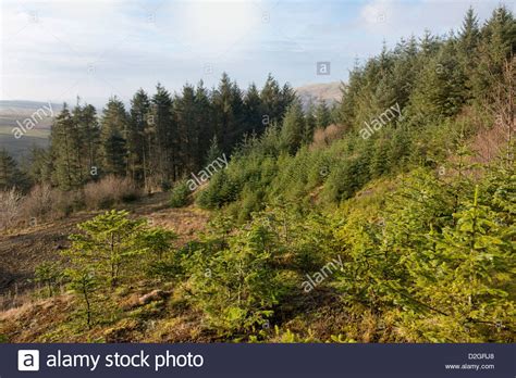 Commercial Forest High Resolution Stock Photography And Images Alamy