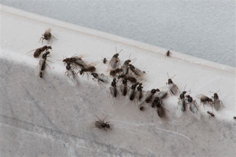 Flying Ants Are Taking Over Ireland Right Now And Heres Why