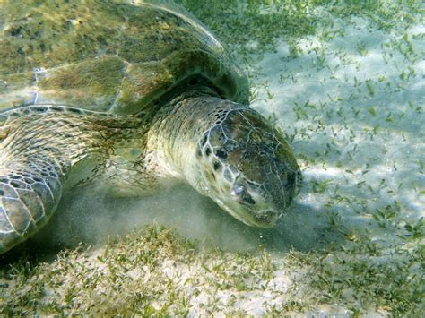 Fotos Gratis Submarino Biología Tortuga Tortuga Marina Reptil