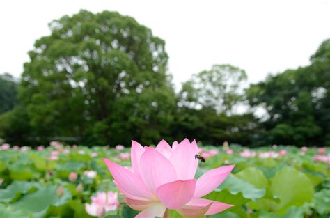 Pink Lotus Flower Field Hd Wallpaper Wallpaper Flare