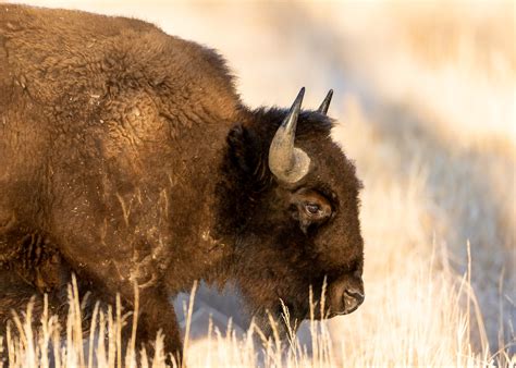 Bison Rocky Mountain Arsenal National Wildlife Refuge Michael