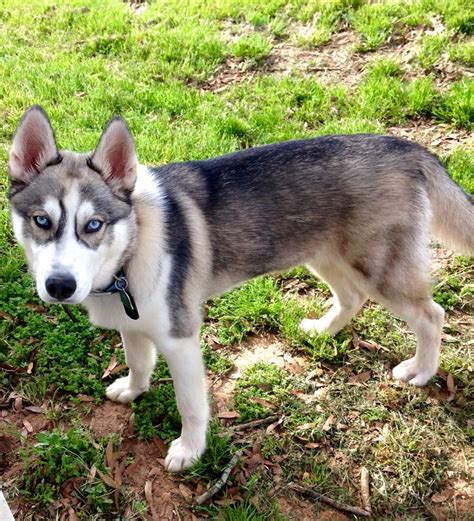 Find dogs and puppies for sale, near you and across australia. Previous Husky Puppies - Siberian Husky Puppies For Sale