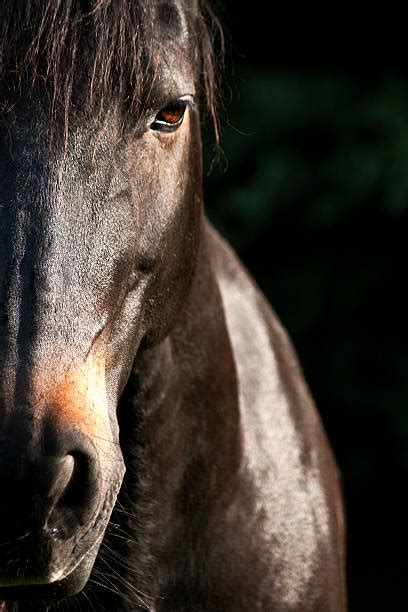 Best Horse Face Stock Photos Pictures And Royalty Free Images Istock