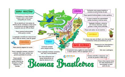 Mapa Mental De Los Biomas Images And Photos Finder