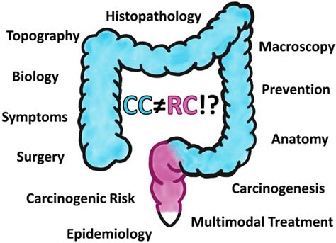 Ijms Free Full Text Are Colon And Rectal Cancer Two Different Tumor