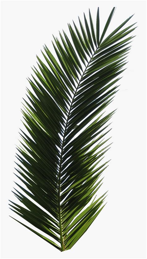 Palm Tree Png Image Real Palm Leaf Png Transparent Png Kindpng