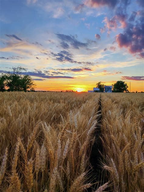 Wheat Field Sunset Photograph By Susan Grove Fine Art America