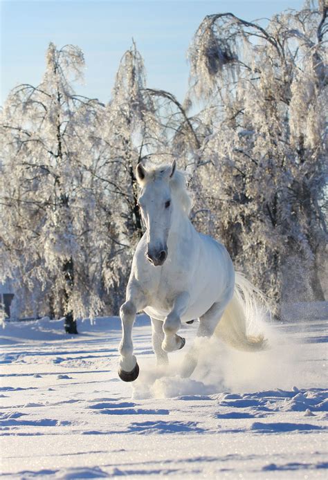 Horse In Snow Poster Horses In Snow Horses Winter Horse