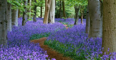 Bluebell Woods In Your Garden How To Recreate The Spring