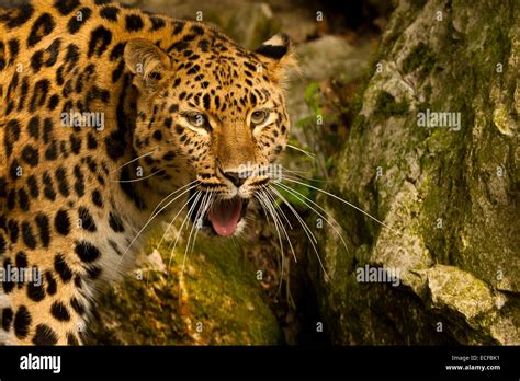 Extremely Rare Amur Leopard Panthera Pardus Orientalis Standing Next