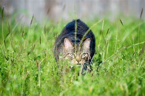 Stalking Cat Stock Photo Image Of Ready Feline Green 62375088