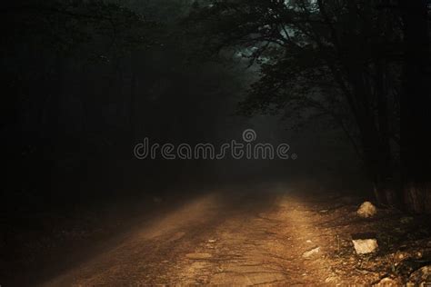 28611 Woods Night Stock Photos Free And Royalty Free Stock Photos From