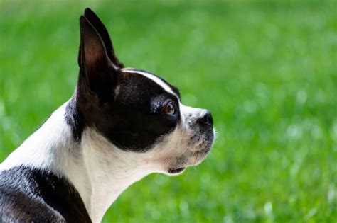 9 Fun Facts About Boston Terriers Mental Floss
