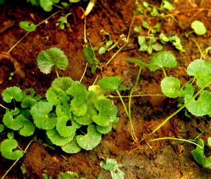 Maybe you would like to learn more about one of these? Gema Herbal Medika: Kasiat Tanaman Pegagan