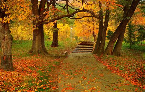 Autumn Foliage In The Park Wallpaper 2560 X 1600 Wallpaper Multi Hd