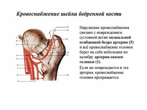 Диета заболевание суставов Острое или хроническое воспалительное заболевание суставов - артрит Острое или хроническое воспалительное заболевание суставов - артрит Диета заболевание суставов