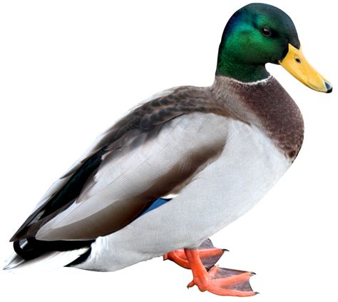Duck Png Image For Free Download