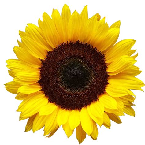 Hd Background Sunflower Png Transparent Background Free Download