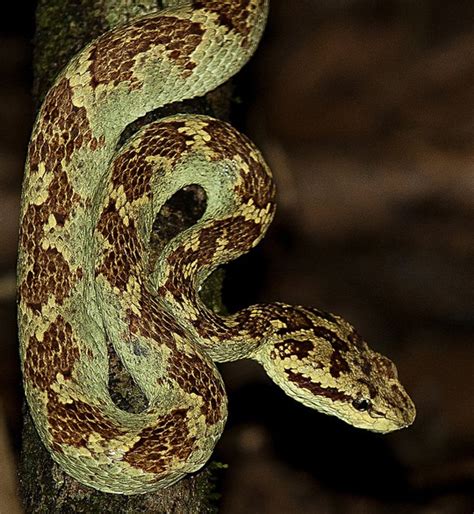 Malabar Pit Viper Facts And Pictures