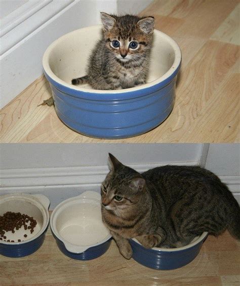 19 Cats Recreating Their Favorite Kittenhood Photos Kittens Cutest