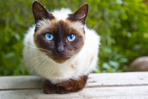 Top 10 Most Popular Cat Breeds In The U S Facty