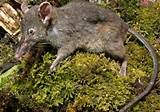 Rodent Like Animals Pictures