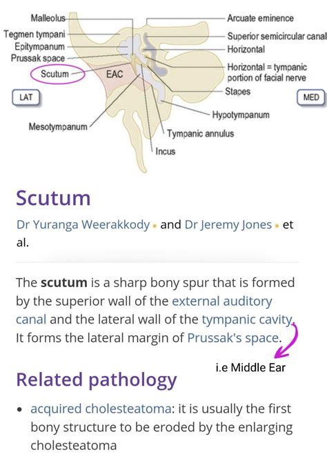 Scutum Bony Spur Forming Lateral Wall Of Middle Ear
