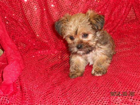 Check out our shih tzu puppies selection for the very best in unique or custom, handmade pieces from our shops. Yorkie / Shih Tzu Shorkie puppies for Sale in Hatfield, Minnesota Classified | AmericanListed.com