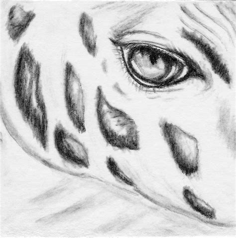 Eye Of The Giraffe Drawing By Leslie Thomas