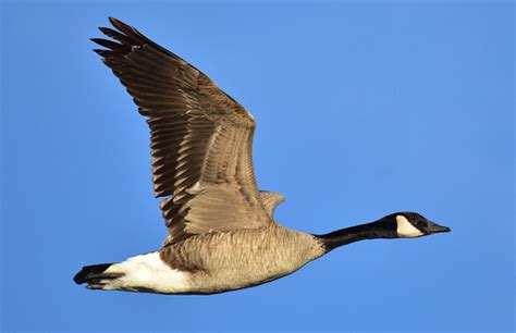 Météomédia How Do Geese Know How To Fly South For The Winter