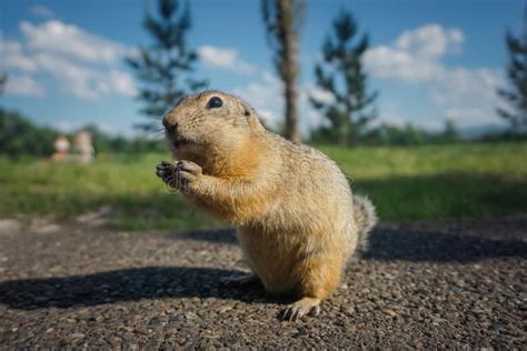 Funny Gopher In The Park Stock Image Image Of Natural 232422215