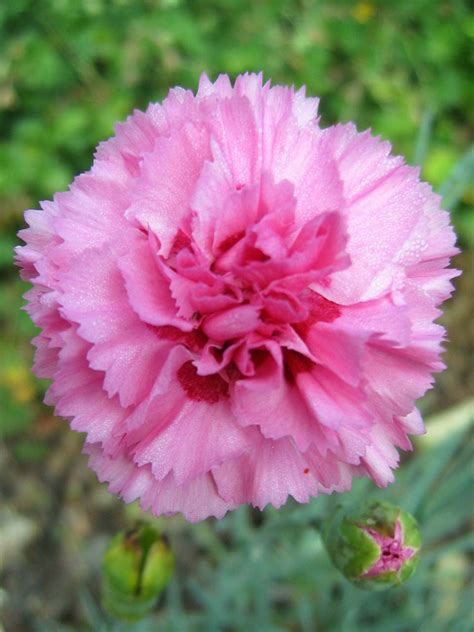 Best Of The Best Carnations Beauty