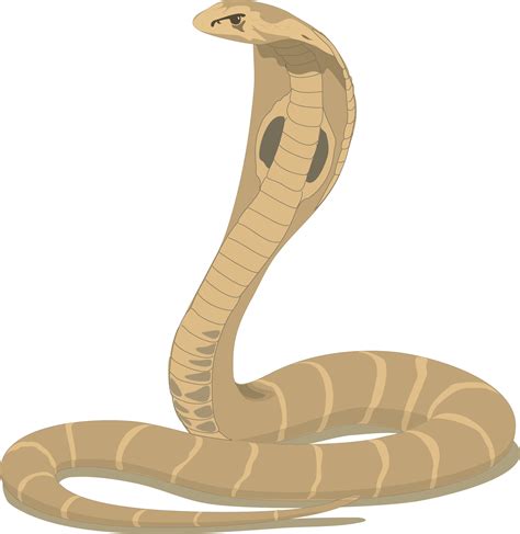 Cobra Clipart Cool Snake Cobra Cool Snake Transparent Free For